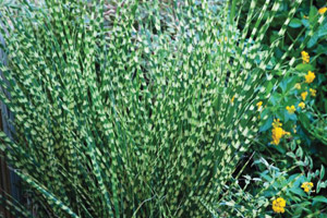 Perennials That Eat Up & Spit Out Stress