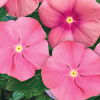 ‘Super Vinca’ Now In Baskets