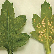 Greenhouse Diseases 101: Chrysanthemum White Rust