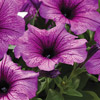 Variety Central: Hanging Baskets