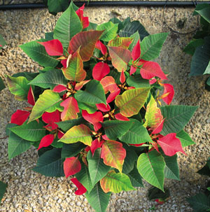 Finishing Poinsettias Cooler