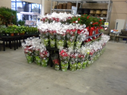 Slideshow: Jacksonville Poinsettia Retail