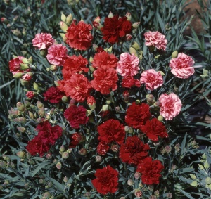 ‘Can Can Cocktail Party’ Dianthus caryophyllus from Sakata