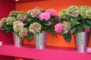 Plants Nouveau Everlasting Series Is A Gift-To-Garden Hydrangea