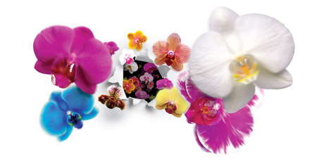 The Orchid Explosion