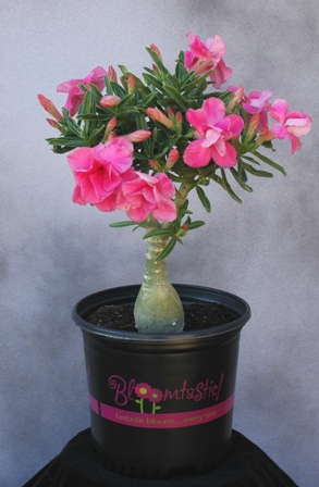 Hines Relaunches Patio Tropics