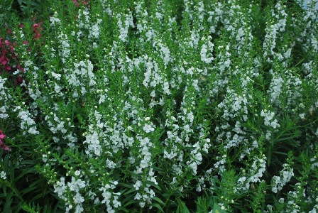 Armitage’s 5 Angelonia Selections