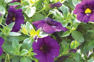 Calibrachoa Conundrums