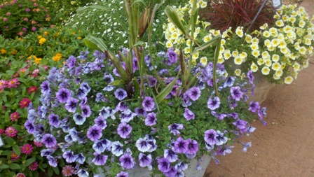 Armitage’s Top 6 Petunias