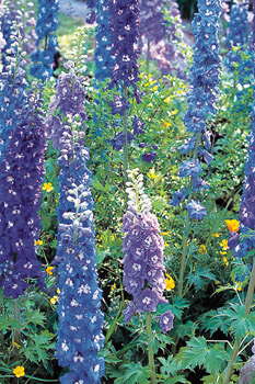 Delphinium Production Tips