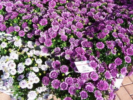 Industry’s Choice Award: 3D Osteospermums