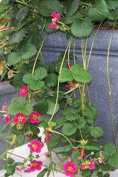 Strawberry ‘Toscana’ Wins FleuroStar Award