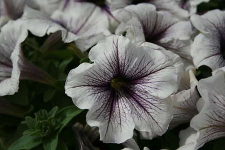 2012 Petunia Planning
