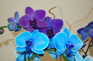 Indigo Mystique Orchid Joins Blue Mystique