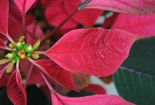 SePRO: Avoid Hachi-Hachi On Colored Poinsettias