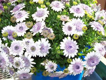Editor’s Choice Award: 3D Osteospermums