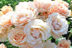 The World Of Landscape Roses