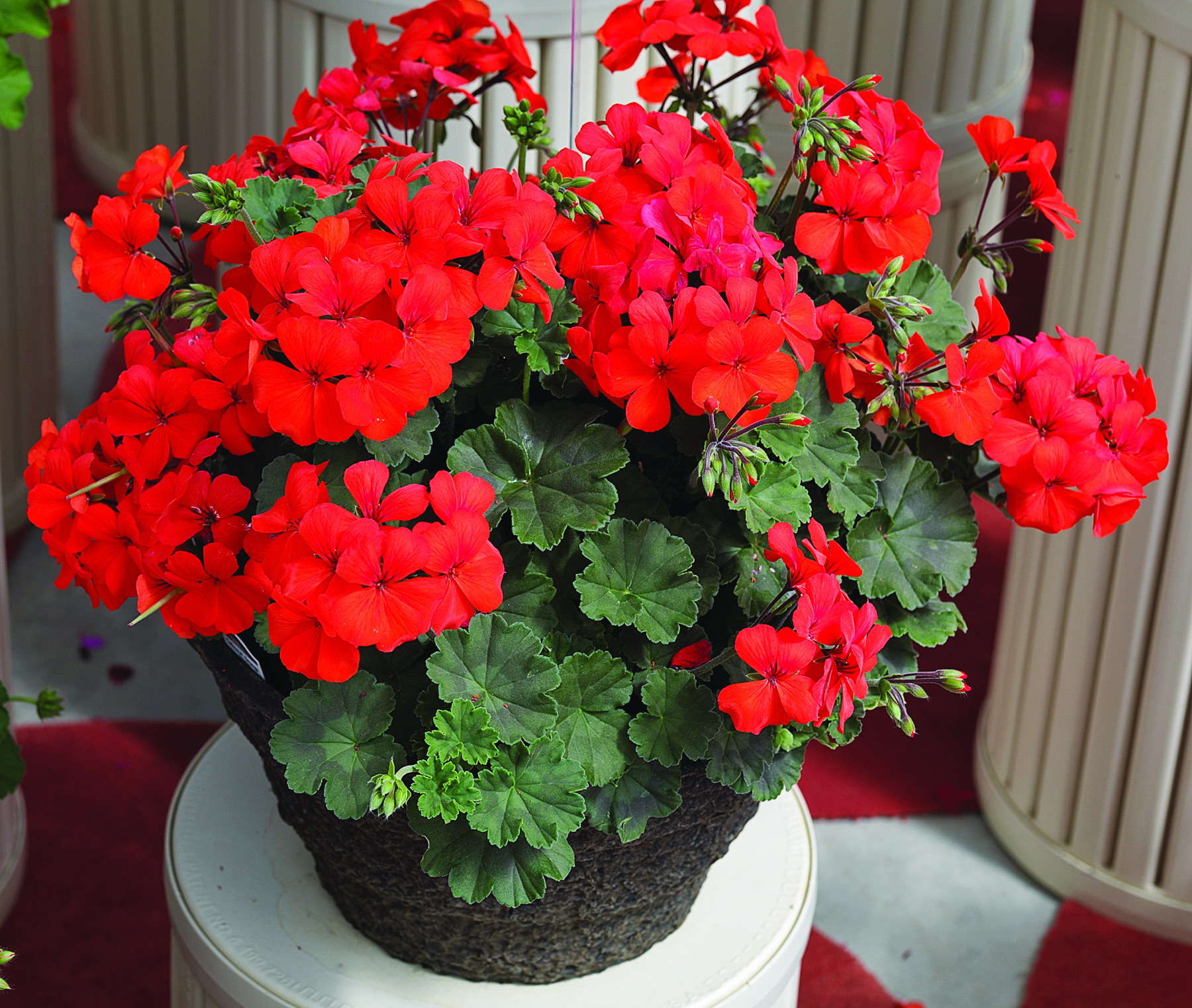 How Cold Can Geraniums Tolerate? 