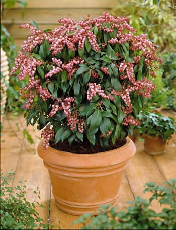 Pieris ‘Katsura’ Available From Plant Haven