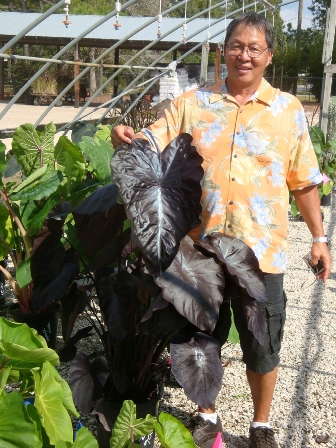 ‘Black Coral’ Joins The Royal Hawaiian Colocasias