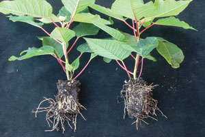 Greenhouse Production: Two Years Of Basics & Beyond Articles