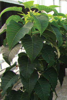 The Potential Of Poinsettia Trees