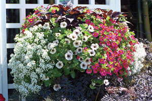 2015 California Spring Trials Are Just  Around The Corner