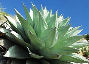 12 New Succulents To Consider