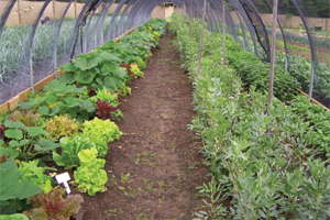 North Creek Nurseries Is Cultivating A Niche In Natives