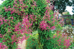 5 Potentially Profitable Plants