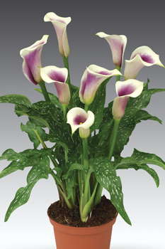 Calla Lilies To Grow [Slideshow]