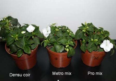 Tips For Best Use Of Coir