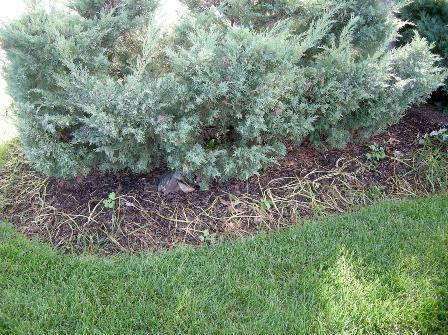 How To Overcome Downy Mildew Spread On Impatiens