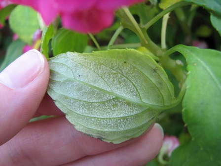 Will Impatiens Sales Be Hurt By Downy Mildew This Spring?