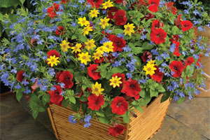 Syngenta Flowers Kwik Kombos