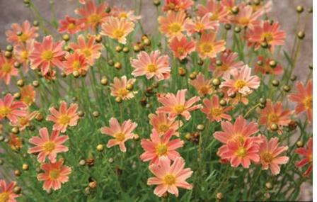 ‘Sweet Marmalade’ For Perennial Lovers