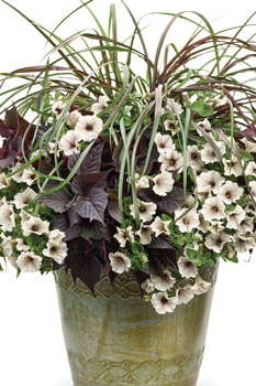 ‘Sweet Caroline Bewitched’ From Proven Winners