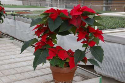 How To Differentiate In Poinsettias