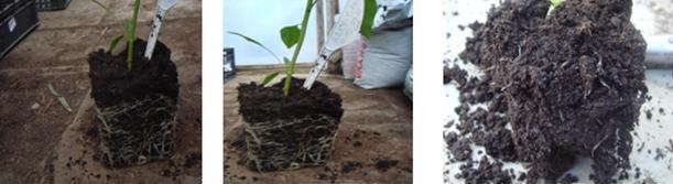 Rekyva’s Peat & Its Effects On Flowers & Veggies