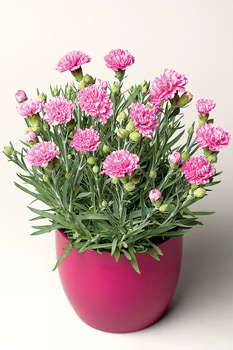 Dianthus Production Tips