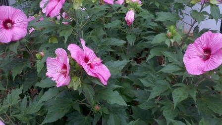 Armitage’s 5 Hibiscus Favorites