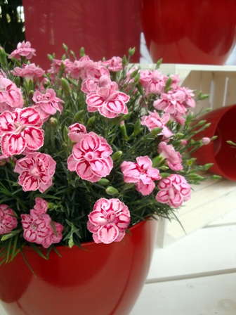 Spotlight On: ‘Starburst’ Dianthus