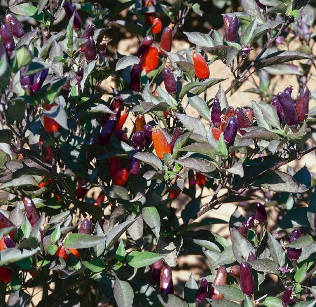 Ornamental pepper 'Black Olive'
