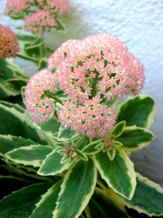 Spotlight On: ‘Elsie’s Gold’ Sedum