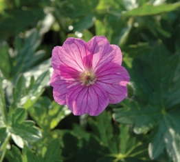 Spotlight On: ‘Blushing Turtle’ Geranium