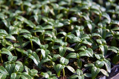 Mike Friddle And Speedling [Slideshow] - Greenhouse Grower