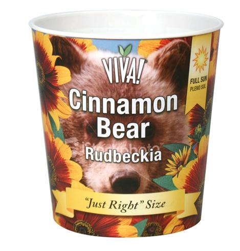 A Compact Rudbeckia: ‘Cinnamon Bear’