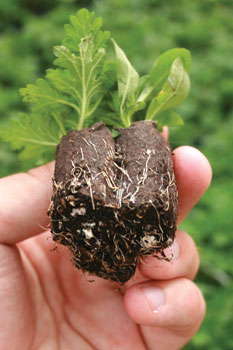 New Way To Grow Combos