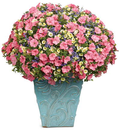 Proven Winners’ 2012 Ads Based On Consumer Input