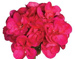 Reinventing Geraniums